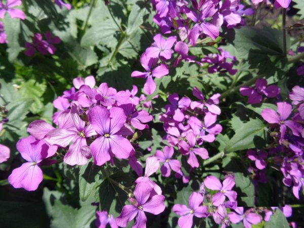 Лунария Лунник