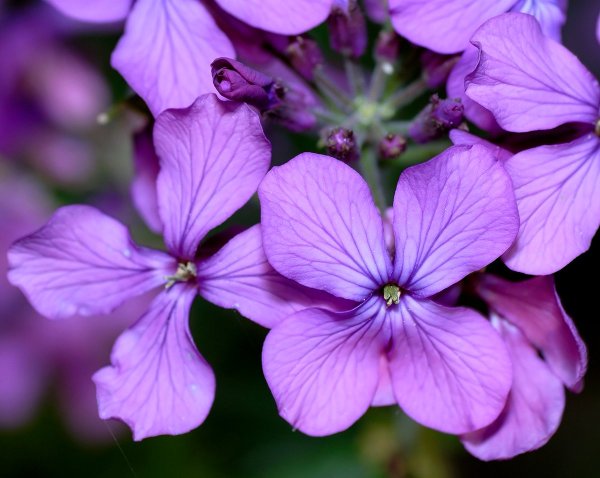 Лунария Лунник