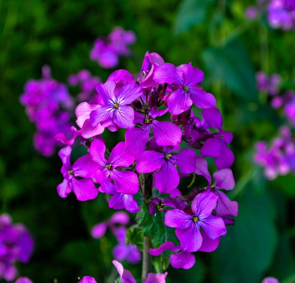 Крестоцветная Лунария