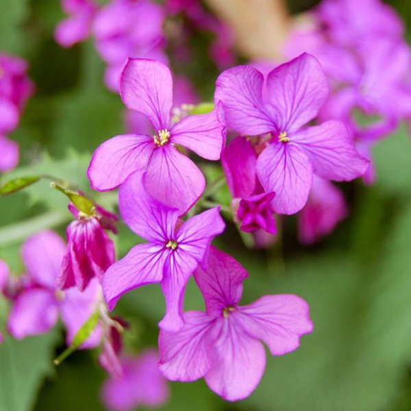 Лунария Лунник