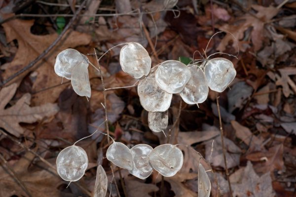 Лунария серебряный