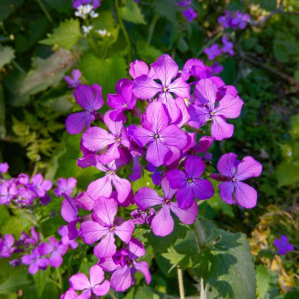 Лунария растение Лунник