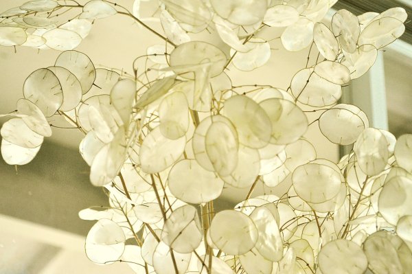 Лунник оживающий растение