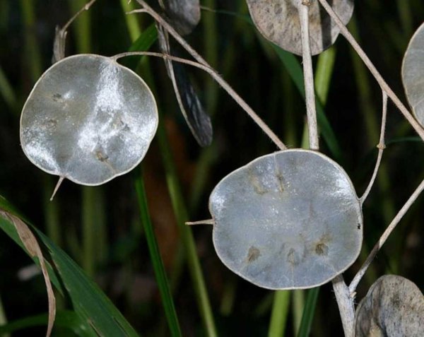 Лунария Лунник