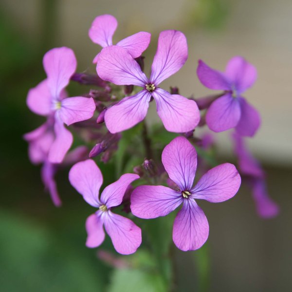 Лунария Лунник