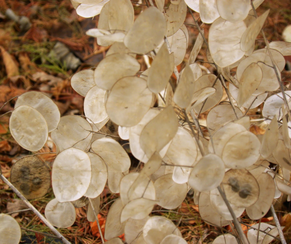 Крестоцветная Лунария