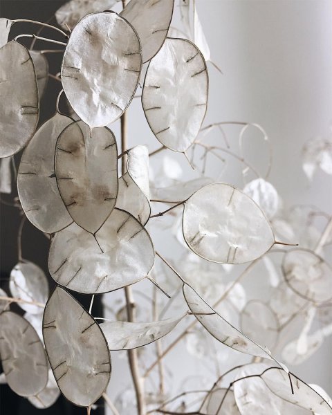 Лунария Виолет