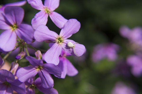 Лунария серебряный рубль