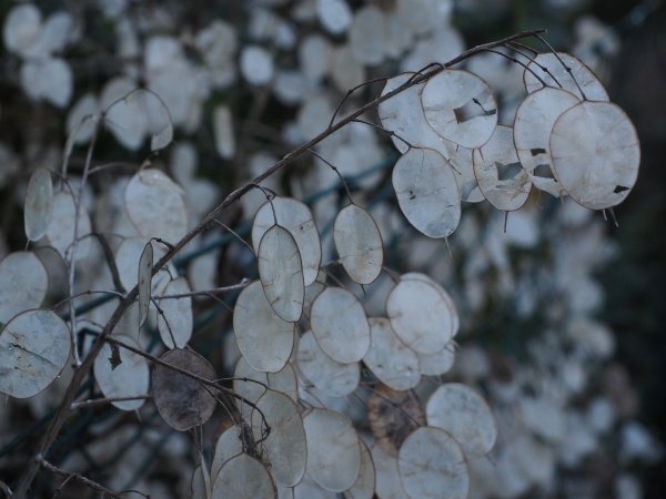 Лунария Лунник цветок