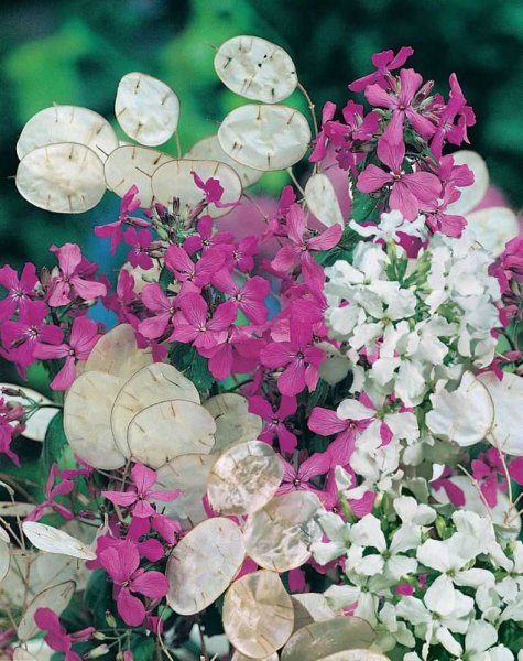 Лунария серебряный рубль