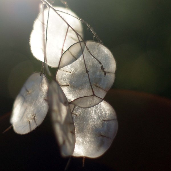 Лунария цветок