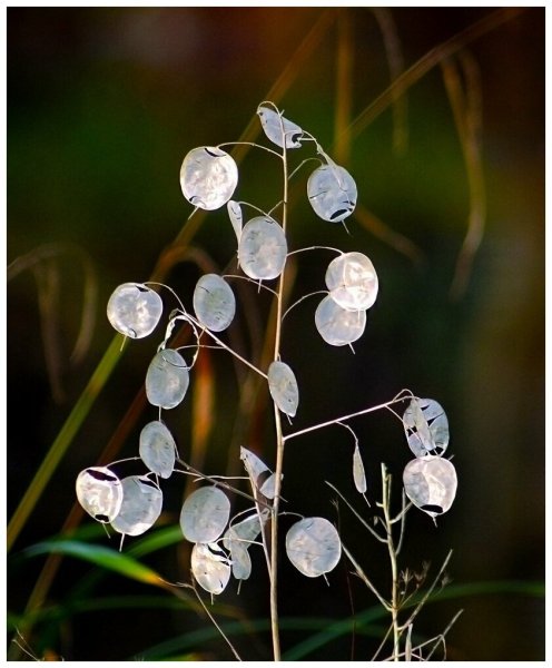 Лунник многолетний