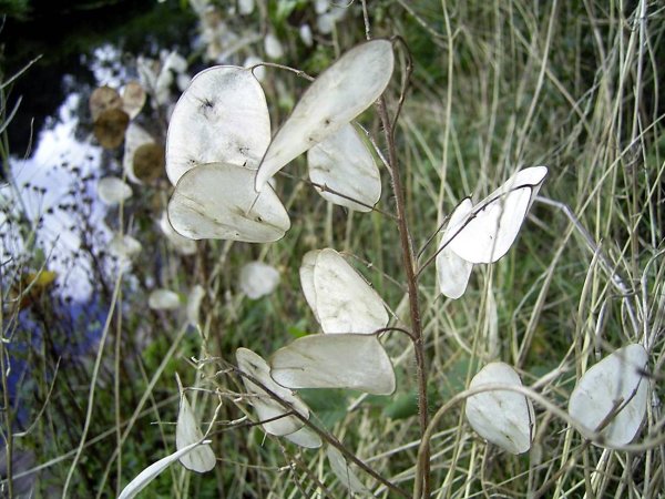 Лунария Лунник сухоцвет