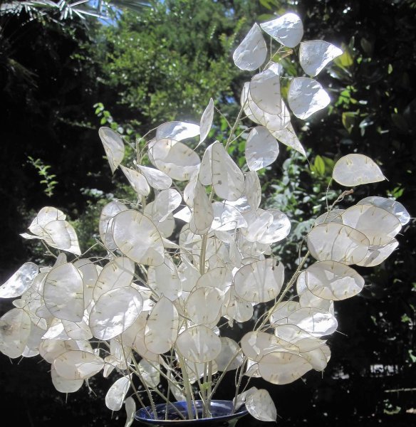 Лунария Лунник цветок