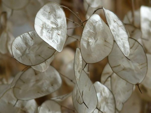 Лунария растение Лунник