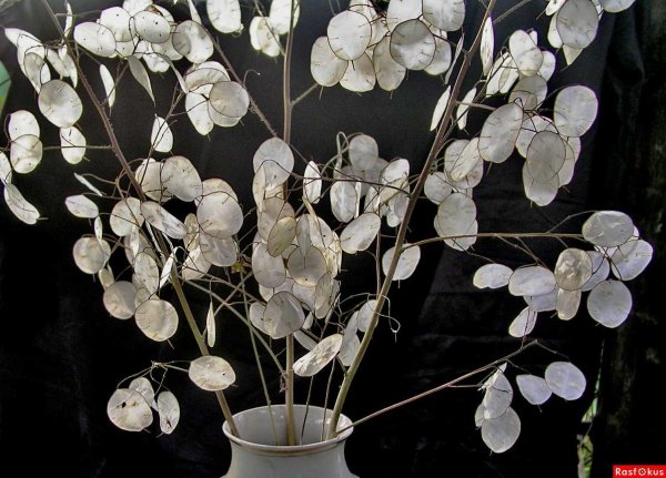 Лунария Лунник