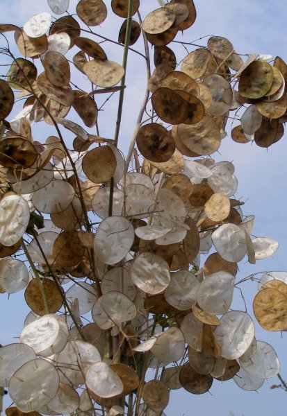 Лунник оживающий