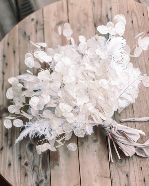 Лунария растение Лунник