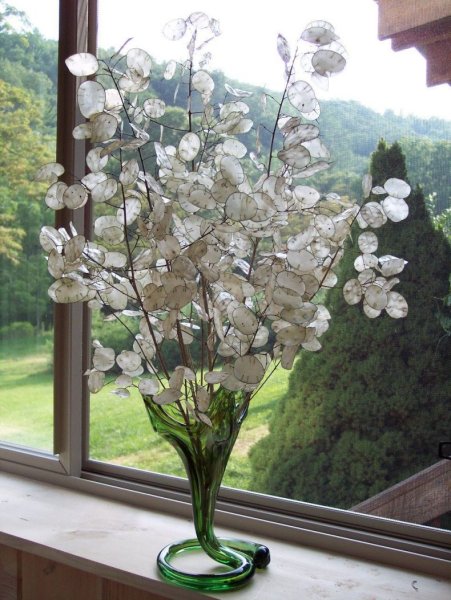 Лунария Lunaria annua