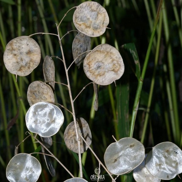 Лунария Лунник цветок