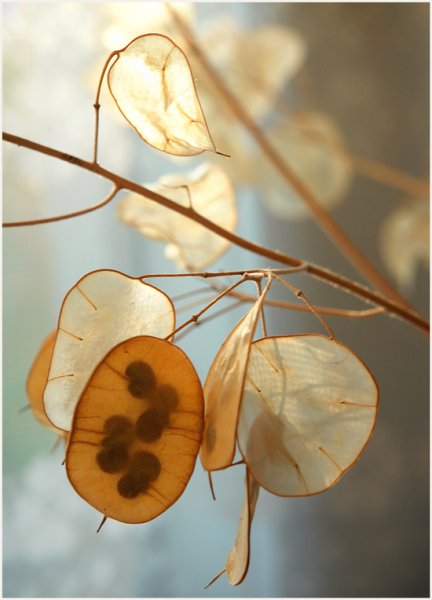 Лунария Лунник сухоцвет