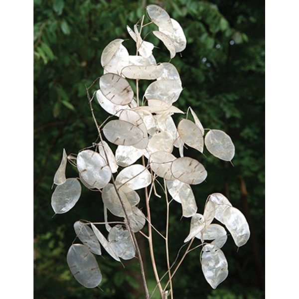 Лунник многолетний