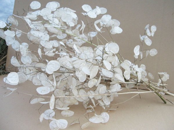 Лунария растение Лунник