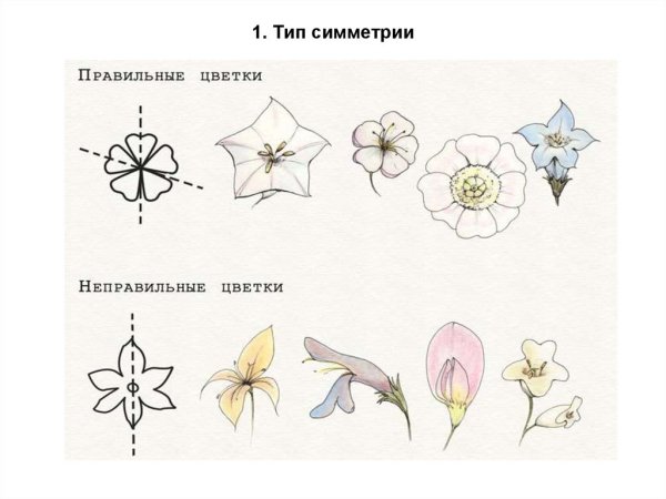 Симметрия цветка актиноморфный зигоморфный асимметричный