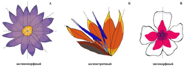 Симметричное рисование цветочка