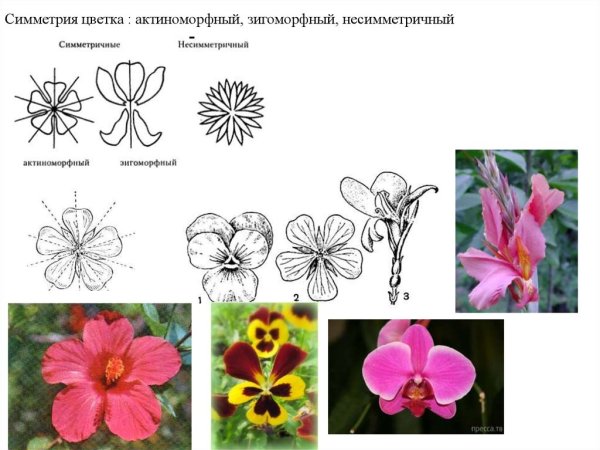 Зигоморфная симметрия цветка