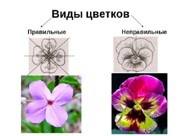 Правильные и неправильные цветки