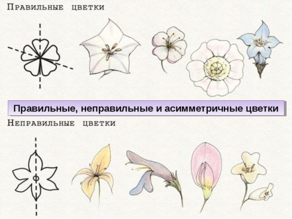 Правильный и неправильный цветок схема