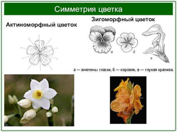Актиноморфные и зигоморфные цветки