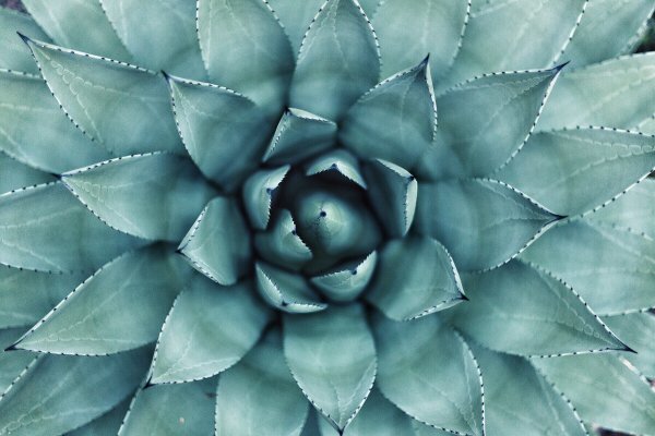 Суккулент Agave бирюзовый