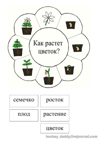 Лэпбук про растения для ДОУ