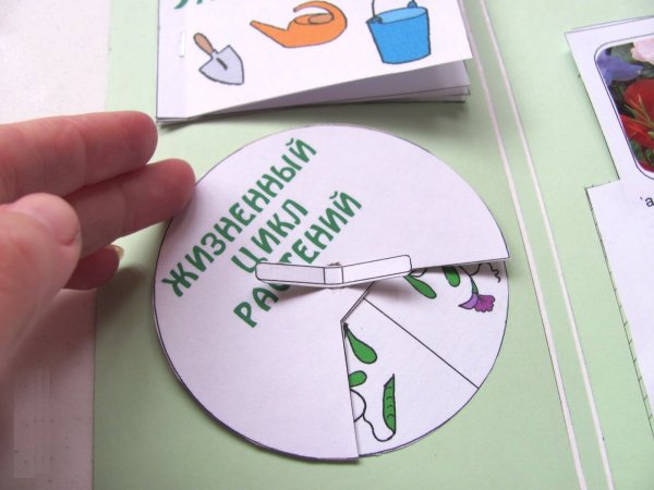 Модель строения растения