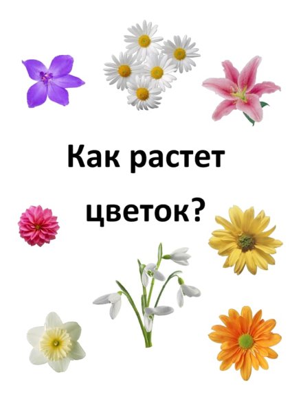 Лэпбук шаблон цветок