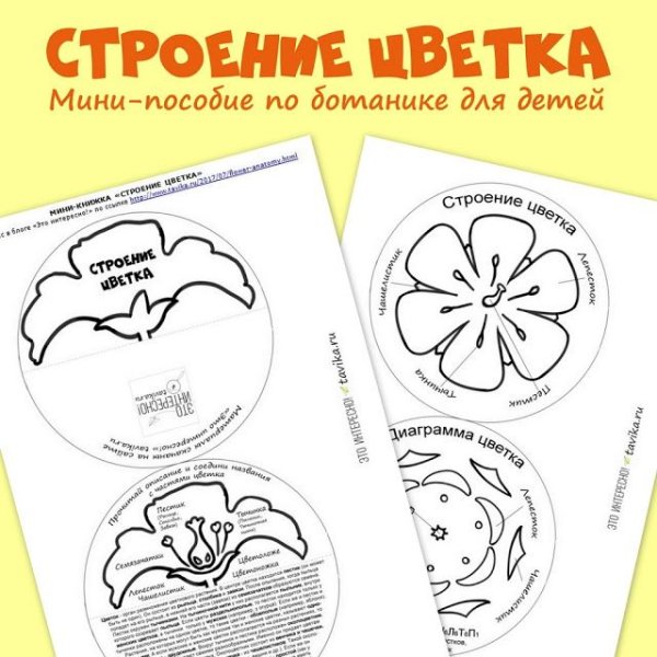 Лэпбук мир растений