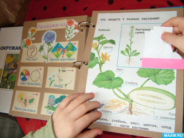 Развертка конверта