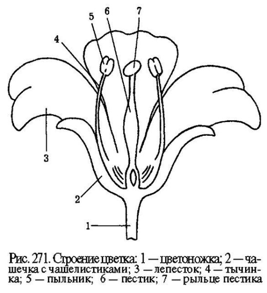 Строение цветка яблони биология 6 класс схема