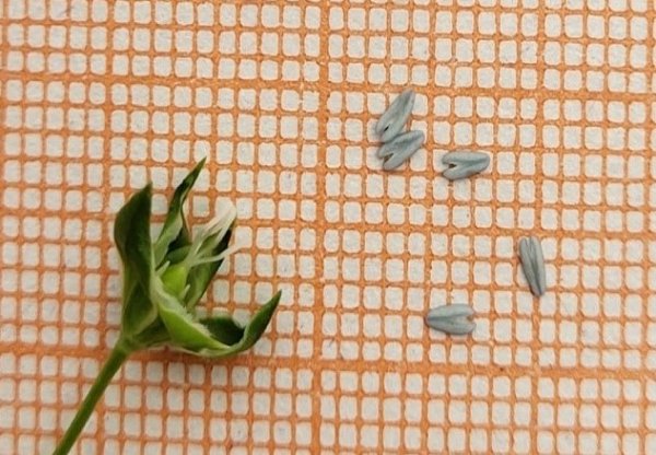 Строение пестика цветковых растений