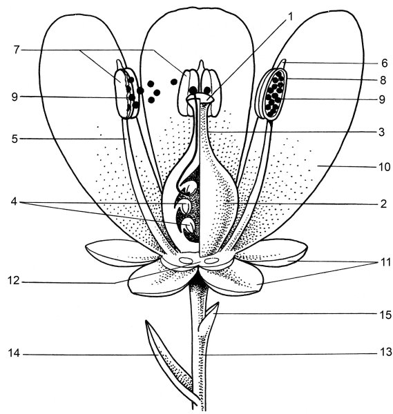 Чашелистики пестик тычинки венчик