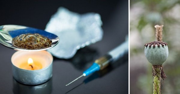 Строение цветка с простым околоцветником