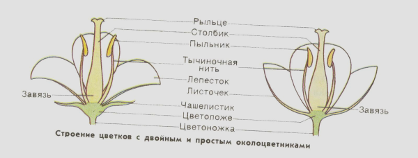 Конструктивное рисование цветов