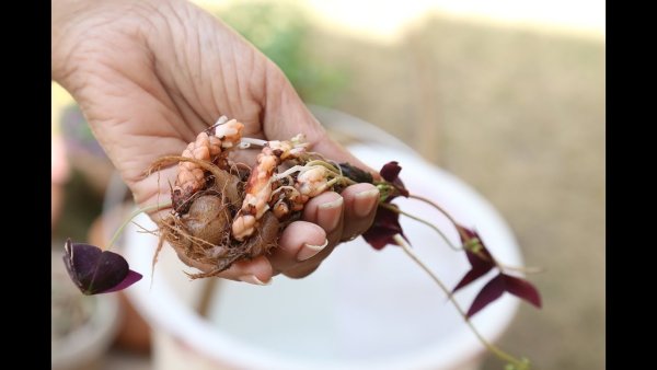 Цветы из пластика для начинающих