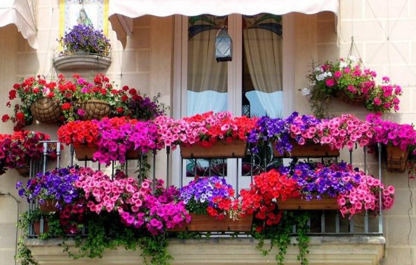 Петуния ампельная Цветущий балкон