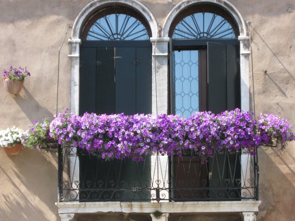 Сурфиния на балконе