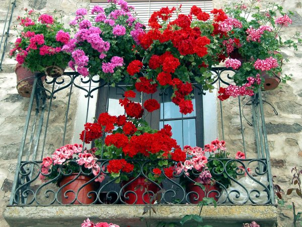 Пеларгония ампельная balkon