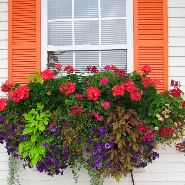 Балкон в цветах