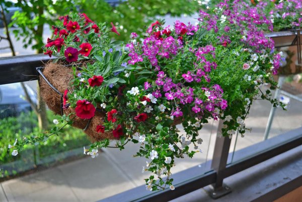 Балкон с цветами
